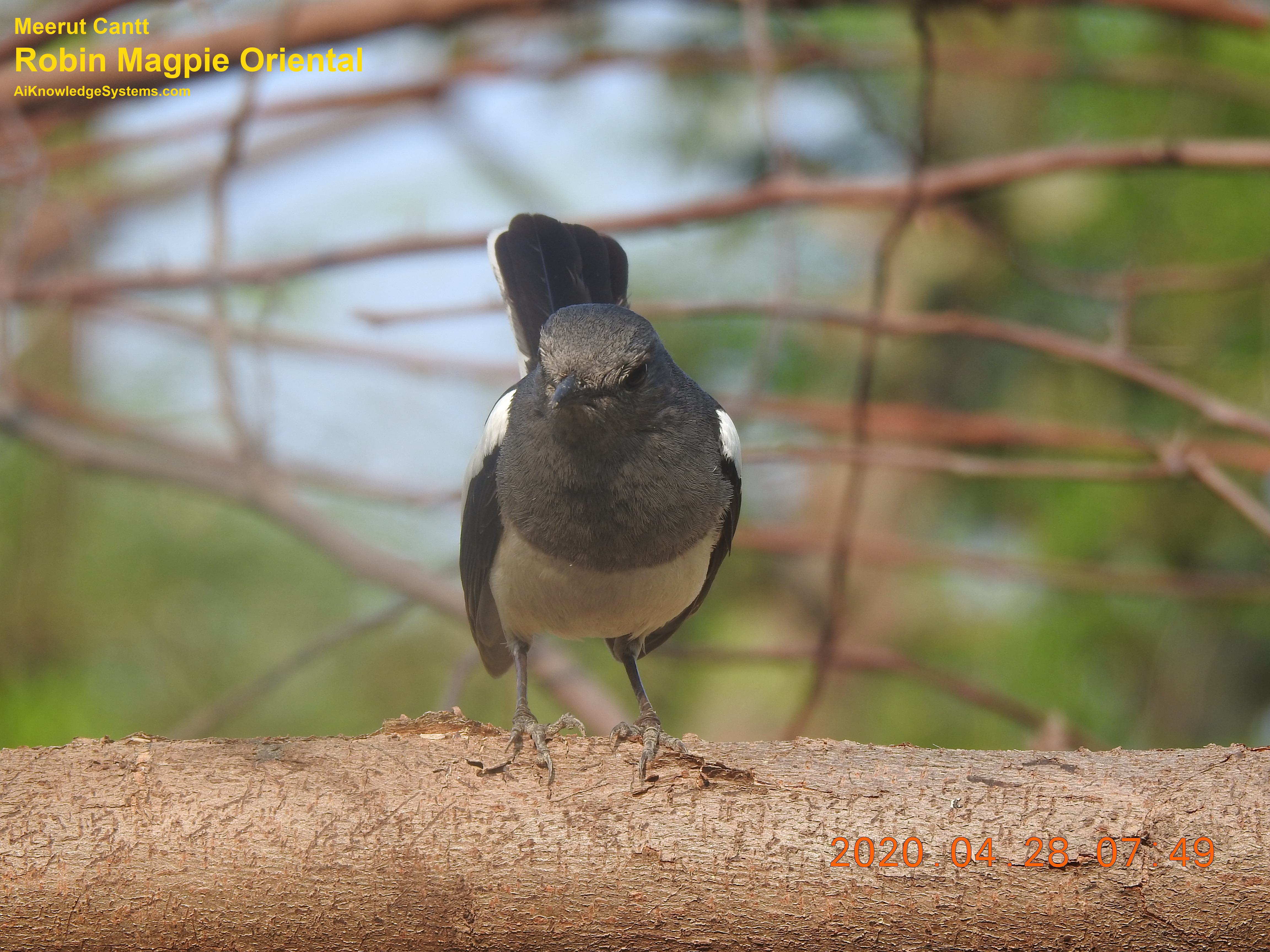 Magpie Robin (81) Coming Soon